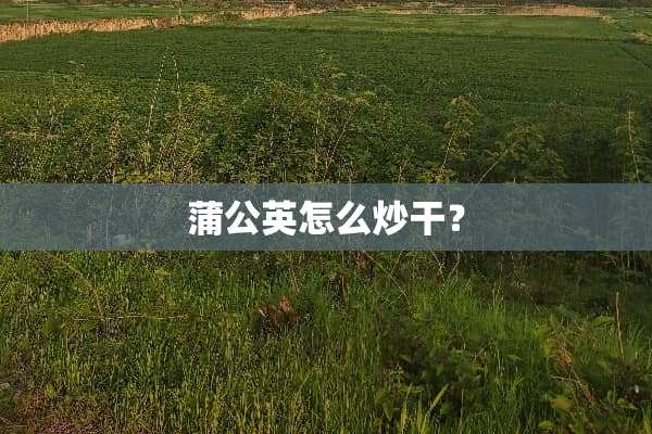 蒲公英怎么炒干？