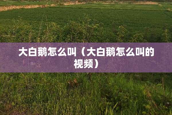 大白鹅怎么叫（大白鹅怎么叫的视频）