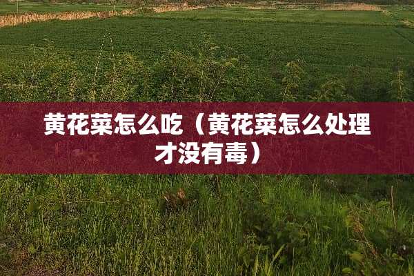 黄花菜怎么吃（黄花菜怎么处理才没有毒）
