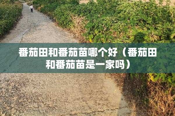 番茄田和番茄苗哪个好（番茄田和番茄苗是一家吗）