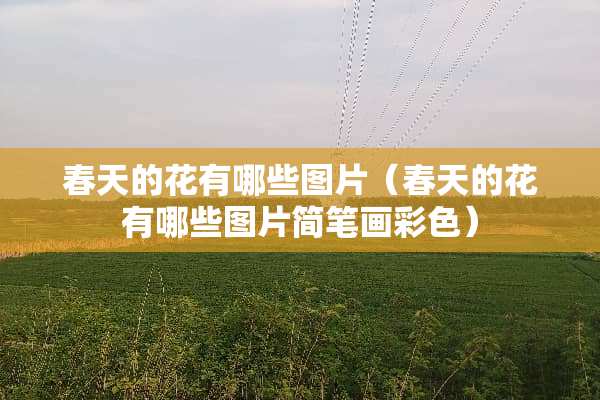 春天的花有哪些图片（春天的花有哪些图片简笔画彩色）
