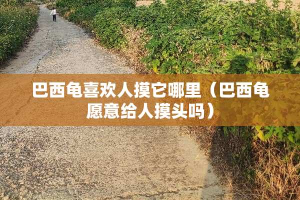 巴西龟喜欢人摸它哪里（巴西龟愿意给人摸头吗）