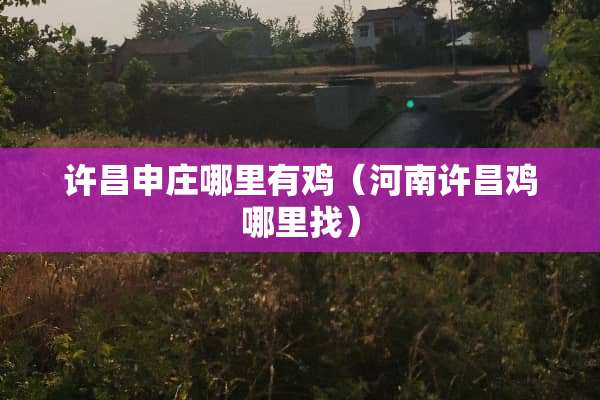 许昌申庄哪里有鸡（河南许昌鸡哪里找）