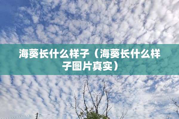 海葵长什么样子（海葵长什么样子图片真实）