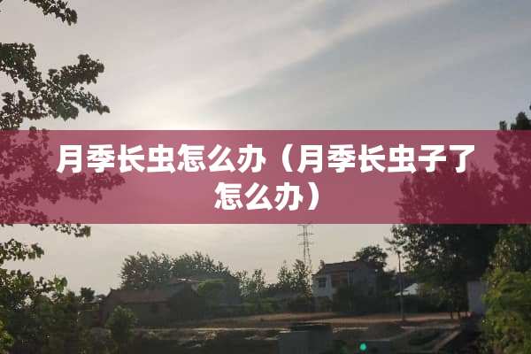 月季长虫怎么办（月季长虫子了怎么办）