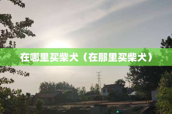 在哪里买柴犬（在那里买柴犬）