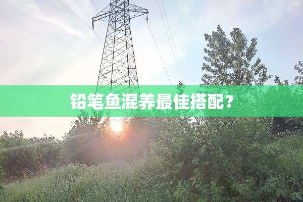 铅笔鱼混养最佳搭配？