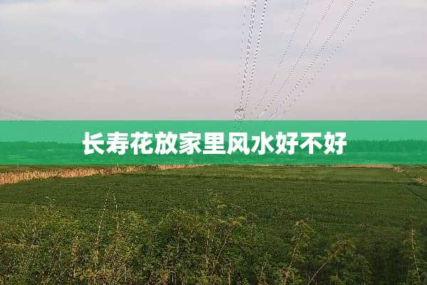 长寿花放家里风水好不好