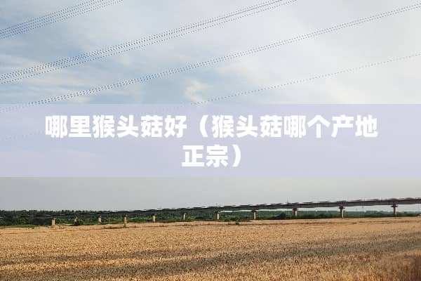 哪里猴头菇好（猴头菇哪个产地正宗）