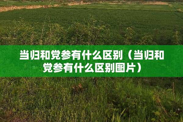 当归和*参有什么区别（当归和*参有什么区别图片）
