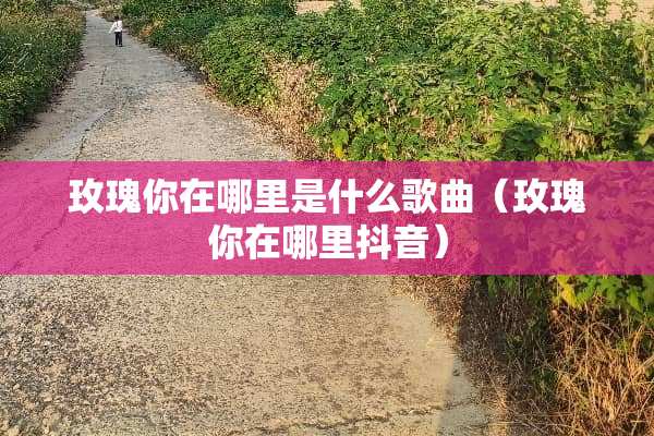 玫瑰你在哪里是什么歌曲（玫瑰你在哪里抖音）