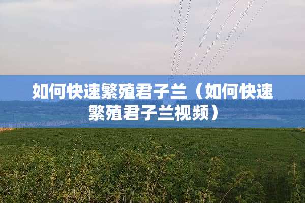如何快速繁殖君子兰（如何快速繁殖君子兰视频）