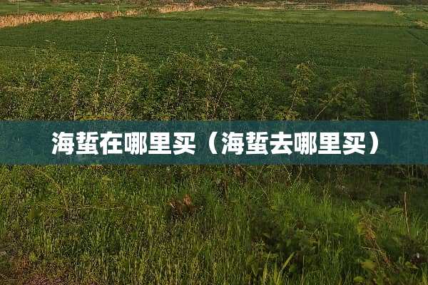 海蜇在哪里买（海蜇去哪里买）