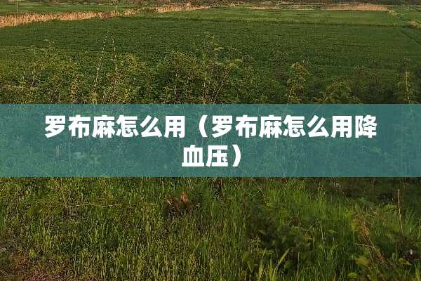 罗布麻怎么用（罗布麻怎么用降血压）