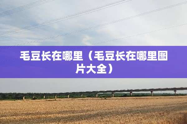 毛豆长在哪里（毛豆长在哪里图片大全）