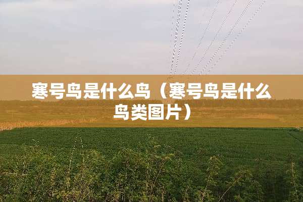 寒号鸟是什么鸟（寒号鸟是什么鸟类图片）