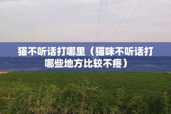猫不听话打哪里（猫咪不听话打哪些地方比较不疼）