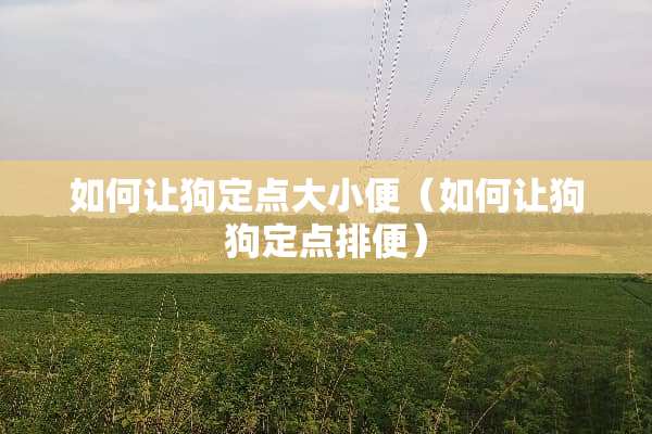 如何让狗定点大小便（如何让狗狗定点排便）