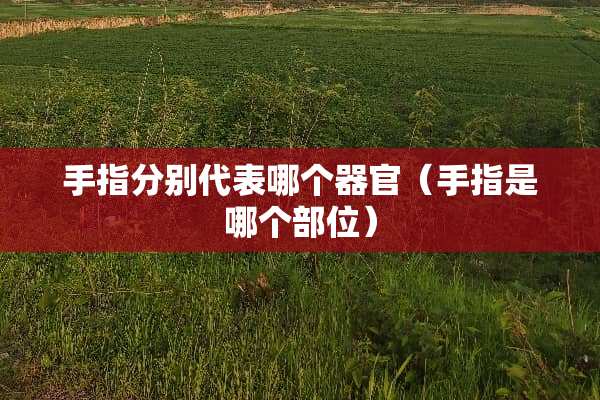 手指分别代表哪个**（手指是哪个部位）