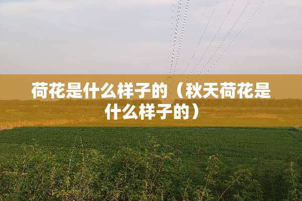 荷花是什么样子的（秋天荷花是什么样子的）