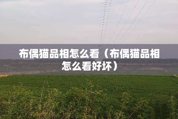 布偶猫品相怎么看（布偶猫品相怎么看好坏）