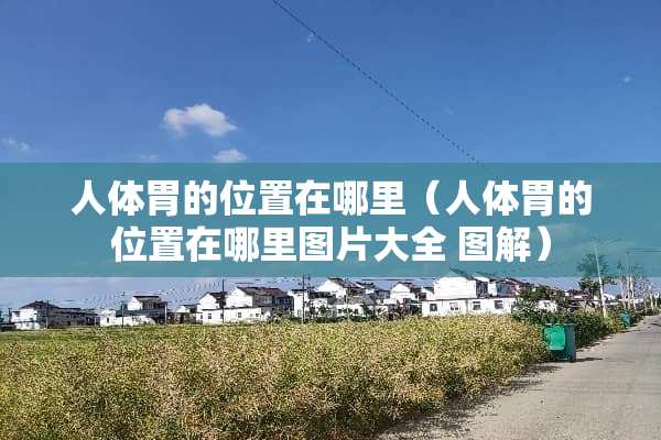 人体胃的位置在哪里（人体胃的位置在哪里图片大全 图解）