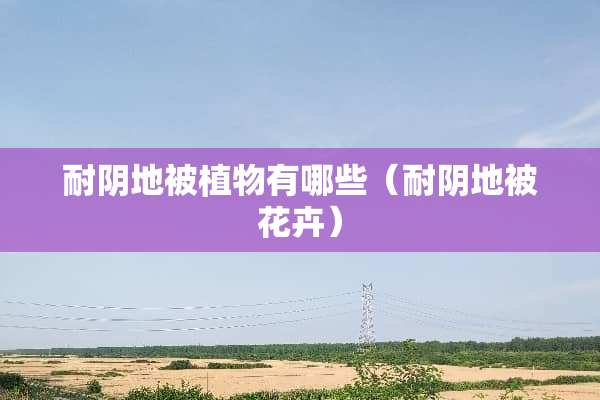 耐*地被植物有哪些（耐*地被花卉）