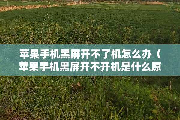 苹果手机黑屏开不了机怎么办（苹果手机黑屏开不开机是什么原因）