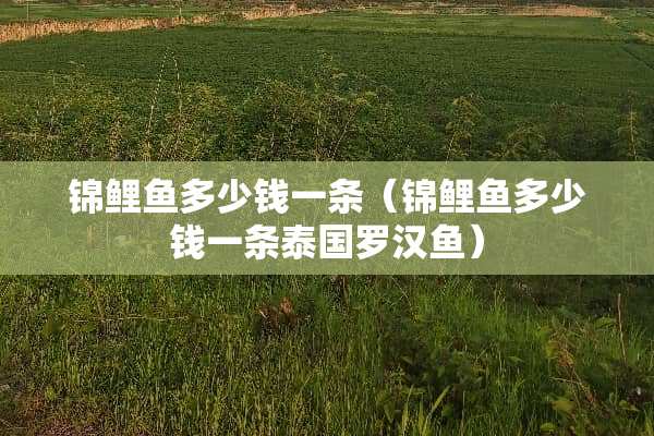 锦鲤鱼多少钱一条（锦鲤鱼多少钱一条泰国罗汉鱼）