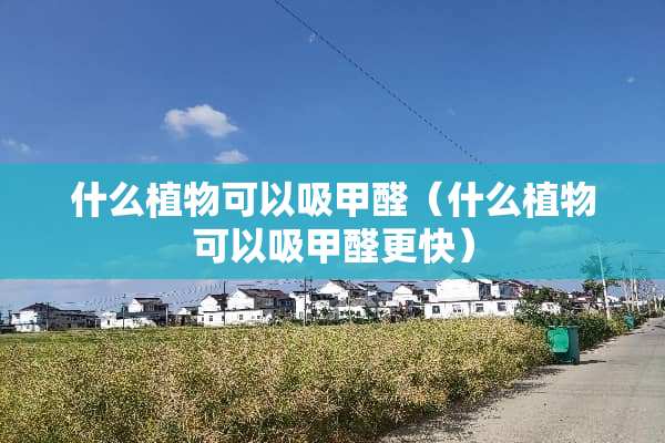 什么植物可以吸甲醛（什么植物可以吸甲醛更快）