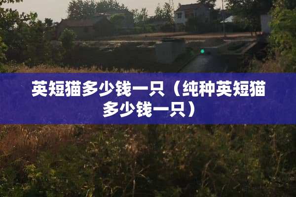 英短猫多少钱一只（纯种英短猫多少钱一只）