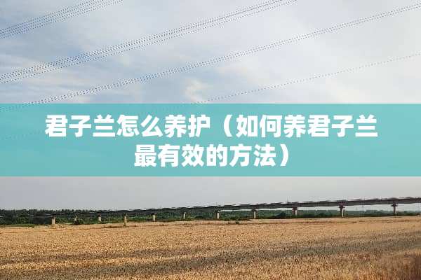君子兰怎么养护（如何养君子兰最有效的方法）