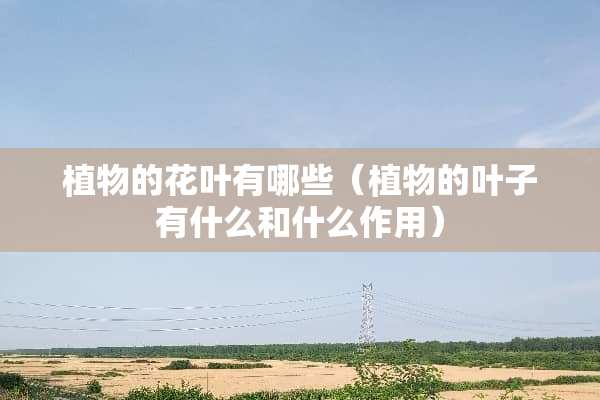 植物的花叶有哪些（植物的叶子有什么和什么作用）