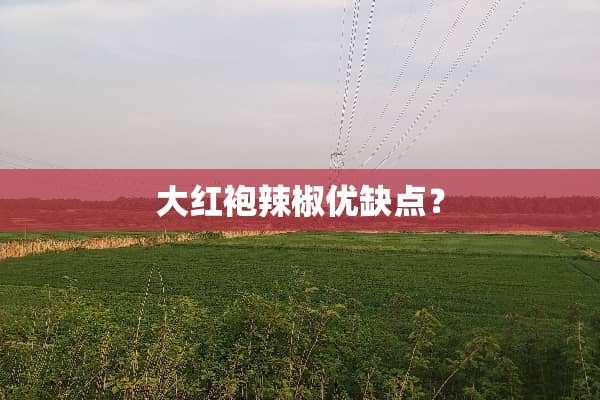 大红袍辣椒优缺点？