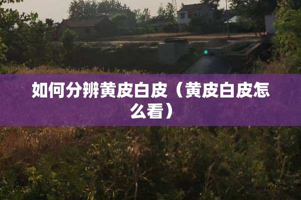 如何分辨黄皮白皮（黄皮白皮怎么看）