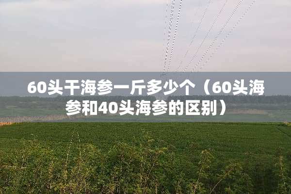 60头干海参一斤多少个（60头海参和40头海参的区别）