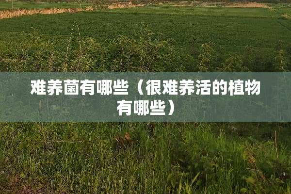 难养菌有哪些（很难养活的植物有哪些）