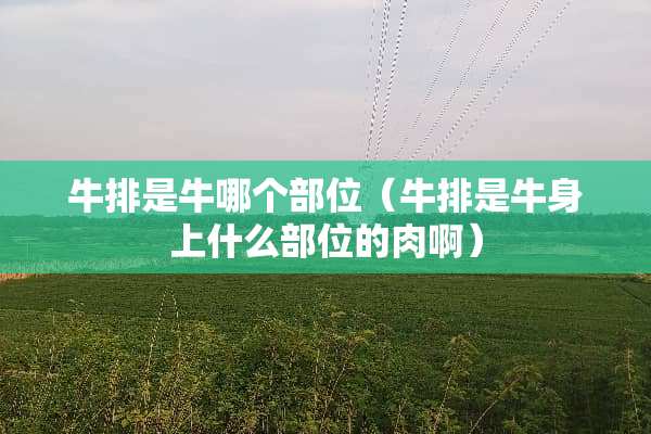 牛排是牛哪个部位（牛排是牛身上什么部位的肉啊）