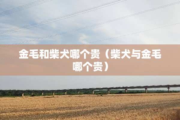 金毛和柴犬哪个贵（柴犬与金毛哪个贵）