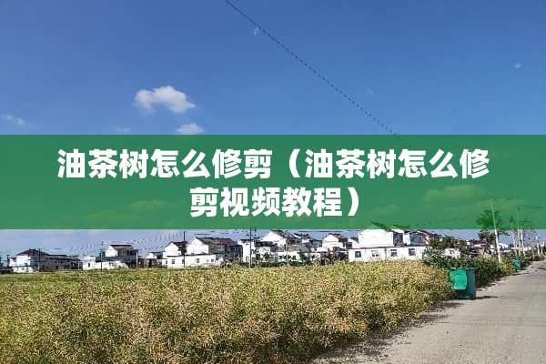 油茶树怎么修剪（油茶树怎么修剪视频教程）