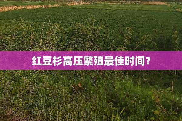 红豆杉高压繁殖最佳时间？