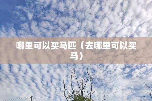 哪里可以买马匹（去哪里可以买马）