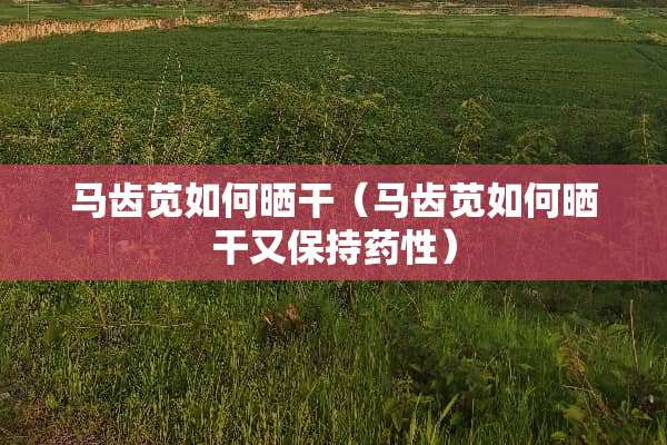 马齿苋如何晒干（马齿苋如何晒干又保持药性）
