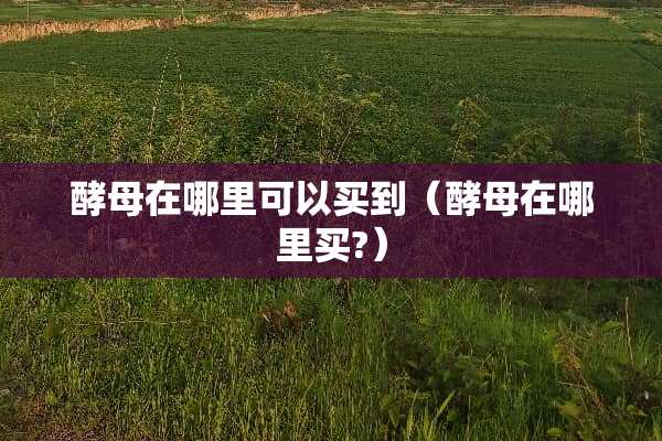 酵母在哪里可以买到（酵母在哪里买?）