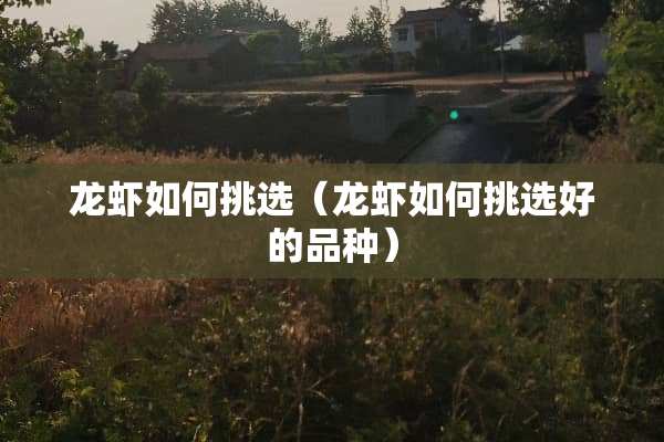 龙虾如何挑选（龙虾如何挑选好的品种）