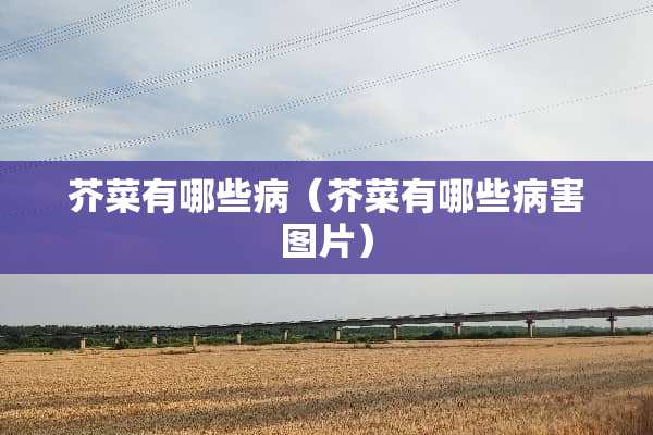 芥菜有哪些病（芥菜有哪些病害图片）