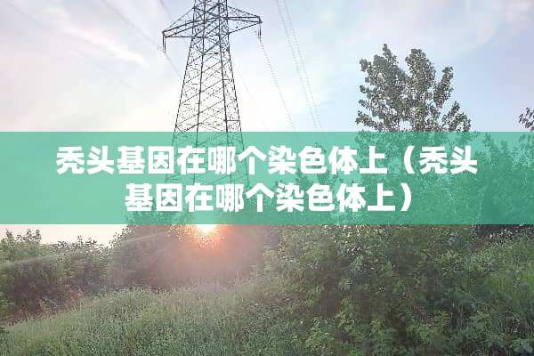 秃头基因在哪个染色体上（秃头基因在哪个染色体上）