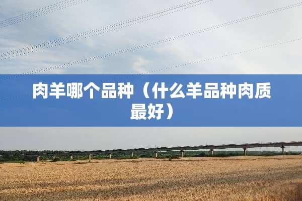 **哪个品种（什么羊品种肉质最好）