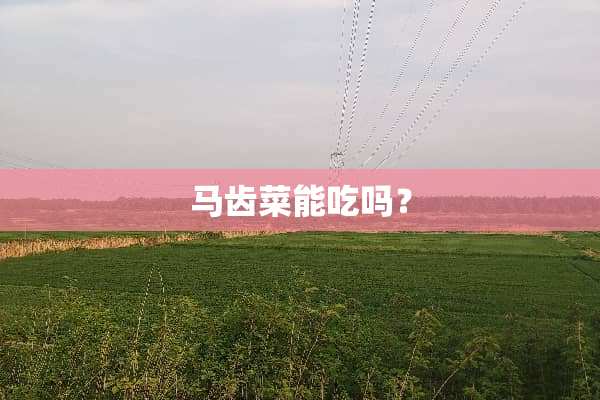 马齿菜能吃吗？