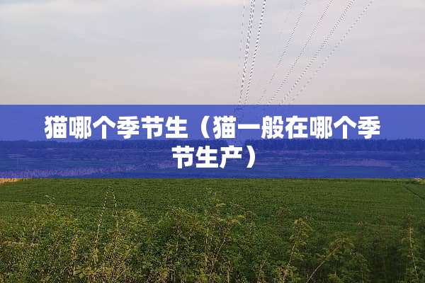 猫哪个季节生（猫一般在哪个季节生产）